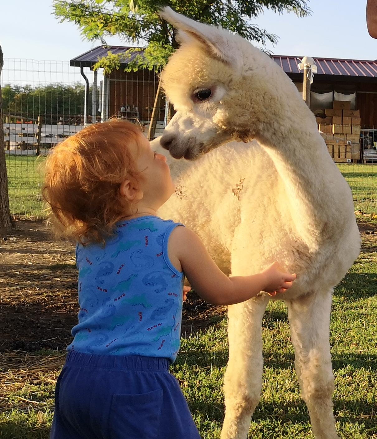 baby con alpaca